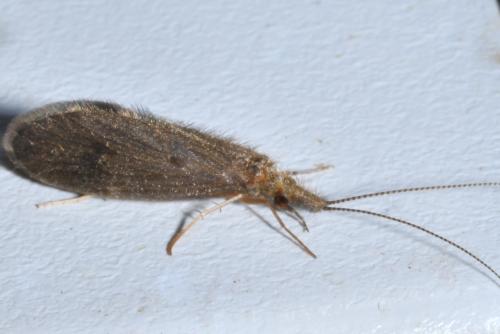 Lepidostoma hirtum